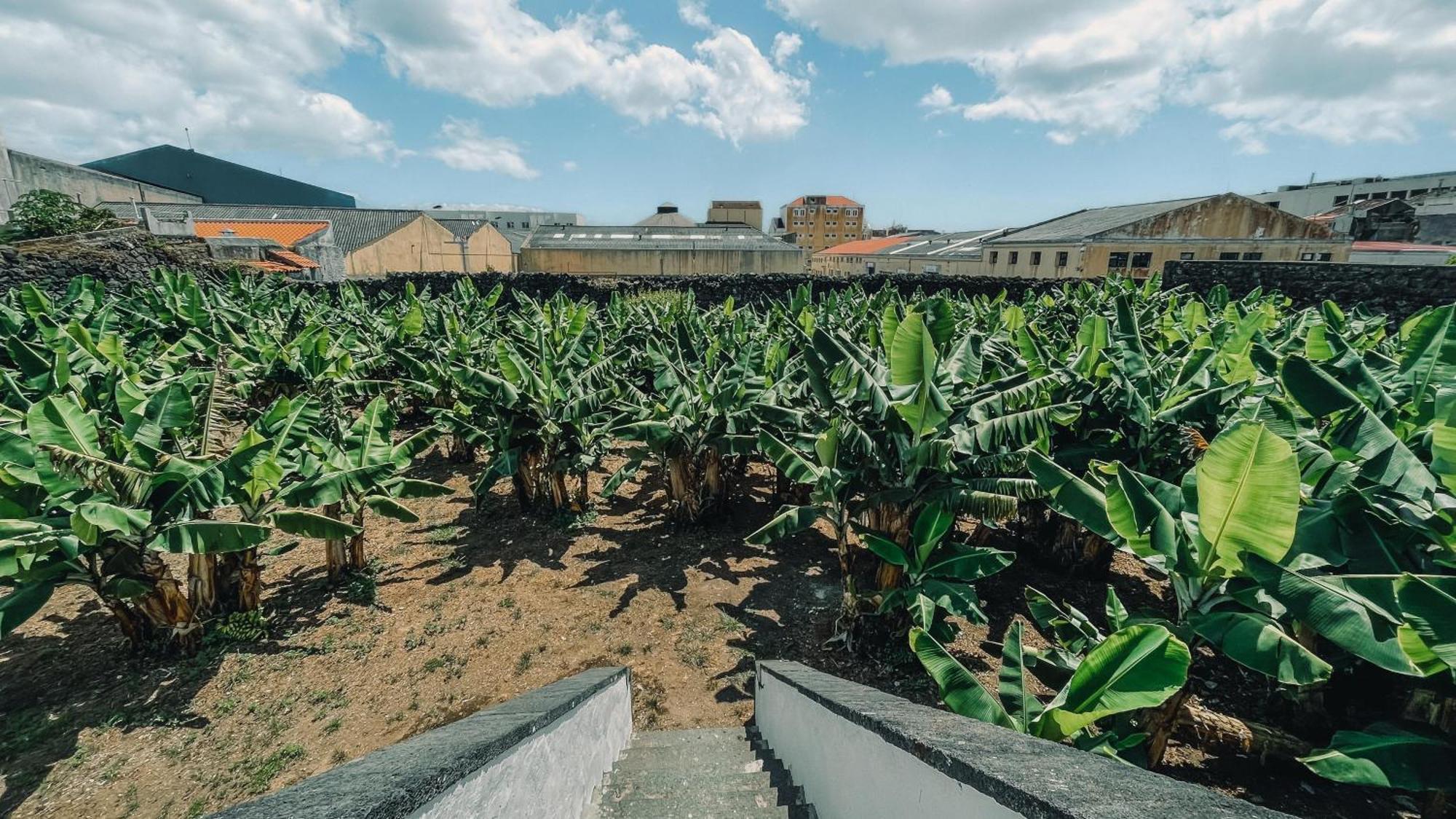 The Farm - Azores Boutique House Ponta Delgada Esterno foto
